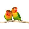 Lovebirds for sale
